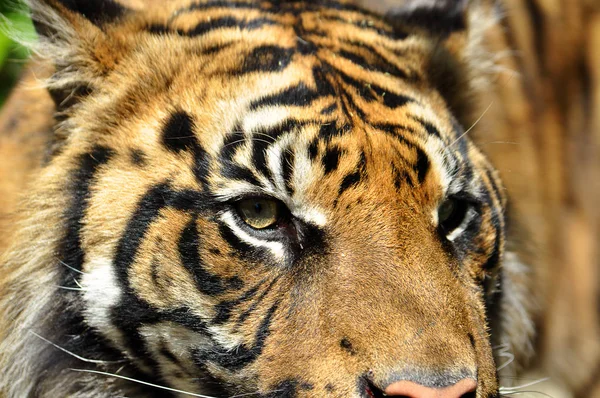 Bengálský tygr oči, detail — Stock fotografie