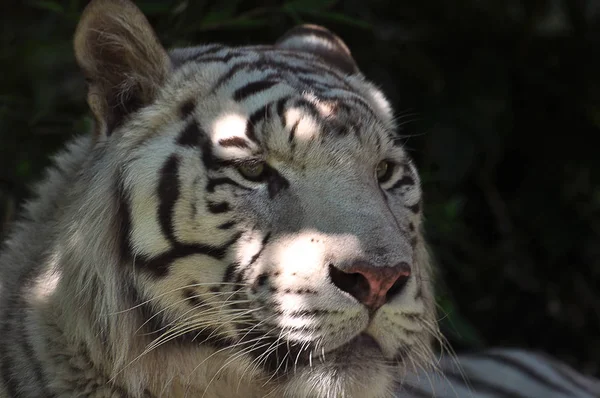 Cabeça de tigre branco, Panthera; tigris tigris — Fotografia de Stock