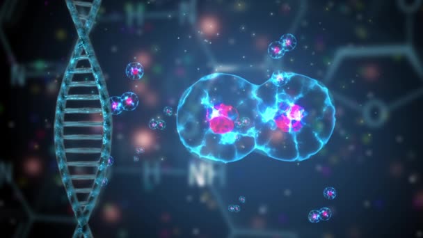 Proceso Mitosis División Celular — Vídeo de stock