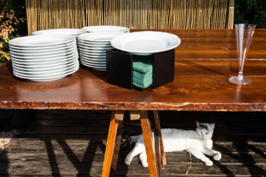 Kedi tabaklar ve bir bardak şarapla bir masanın altında yatıyor. Güneşli bir gün.