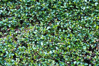 Yeşil Yapraklar, doğal arka plan için bitki dokusu