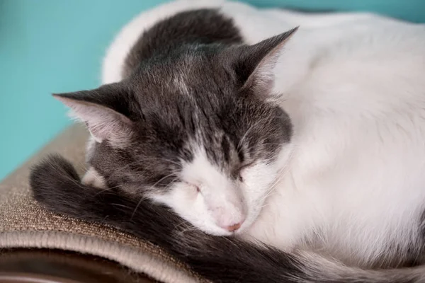 Спящая кошка, избирательный фокус — стоковое фото