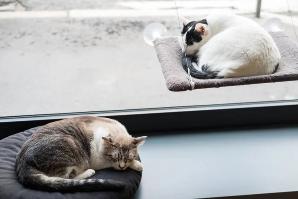 Chat Endormi Foyer Sélectif — Photo