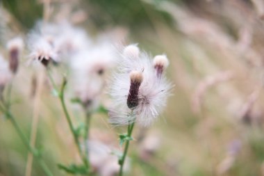 Dandelions yakın çekim. yumuşak odak