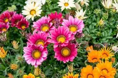 Bahçedeki renkli çiçekler.