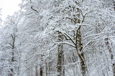 Sisli dağ, ağaçlar kar tam görünümünü.