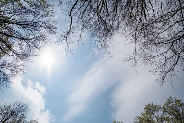 Ramas Árboles Enmarcando Cielo Azul Con Nubes —  Fotos de Stock