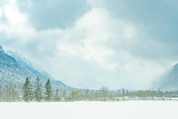 Ομιχλώδης Θέα Στο Βουνό Γεμάτο Χιόνι Δέντρα — Φωτογραφία Αρχείου