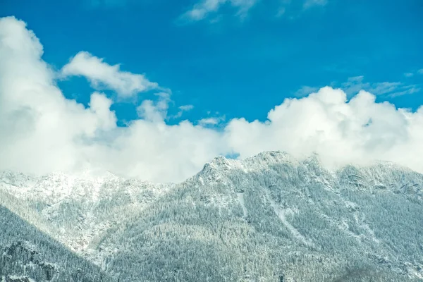 Nebliger Blick Auf Die Berge Bäume Voller Schnee — Stockfoto