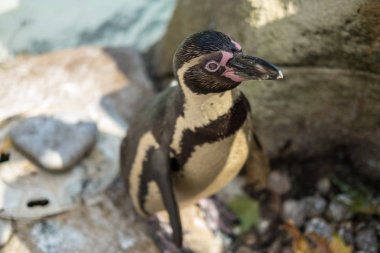 Penguen ayakta gölet yakınındaki