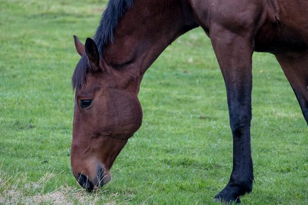 Närbild av hästen äter gräs — Stockfoto