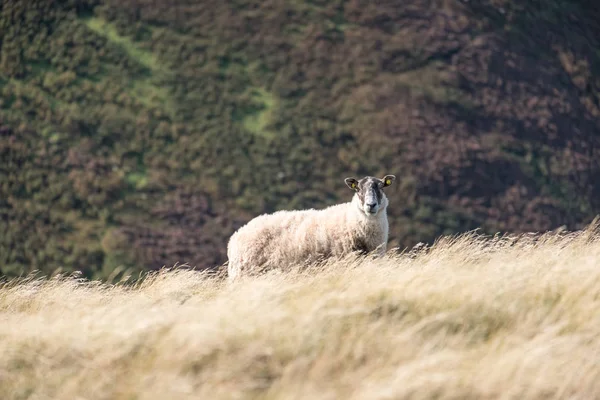 Owiec Czarnogłowych, patrząc w kierunku, na skoczni w Szkocji — Zdjęcie stockowe