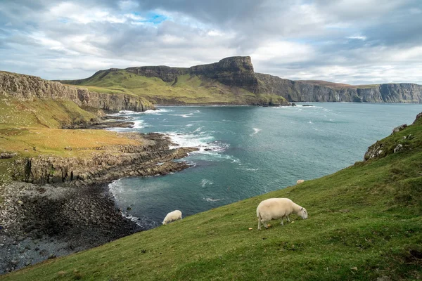 Pecore Vista Panoramica Neist Point Isola Skye Scozia — Foto Stock