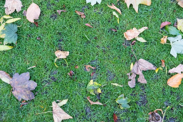 Brązowy Żółty Liści Trawie Wiosną Jesienią — Zdjęcie stockowe
