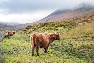 İki Highland sığır, bir İskoç sığır ırkı. Kıllı inek uzun boynuzları ve dalgalı kat. Alanında Isle of Skye, İskoçya Highlands.