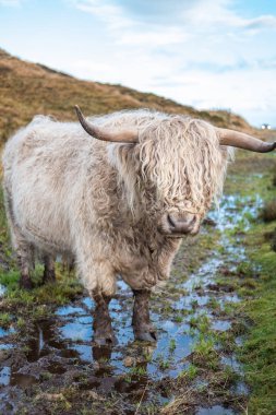 Beyaz Highland sığır, bir İskoç sığır ırkı. Kıllı inek uzun boynuzları ve dalgalı kat. Alanında Isle of Skye, İskoçya Highlands.