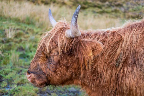 Close up of Highland Cattle, a Scottish cattle breed. Hairy cow with long horns and wavy coats. On the field in Isle of Skye, Scottish Highlands.