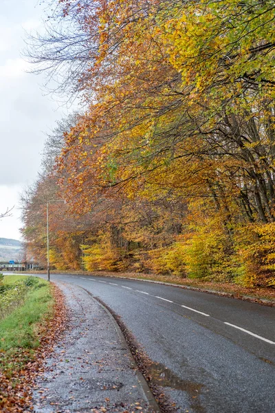 Country road with lamp, with yellow and green trees along the way, autumn.