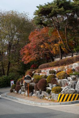 Renkli kırmızı ve turuncu yapraklar, sonbahar sezonu ve arka planda geleneksel Kore duvarı var. Kore Üniversitesi, Seul, Güney Kore