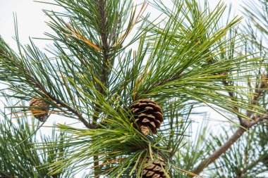 Kozalaklı çam ağacı dalı