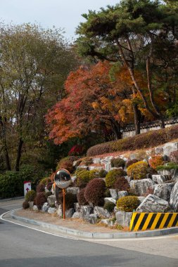 Renkli kırmızı ve turuncu yapraklar. Sonbahar sezonu. Arka planda geleneksel Kore duvarı var.