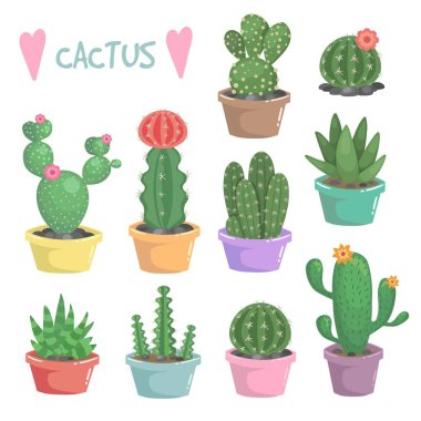 Kaktüs illüstrasyon. Egzotik houseplant