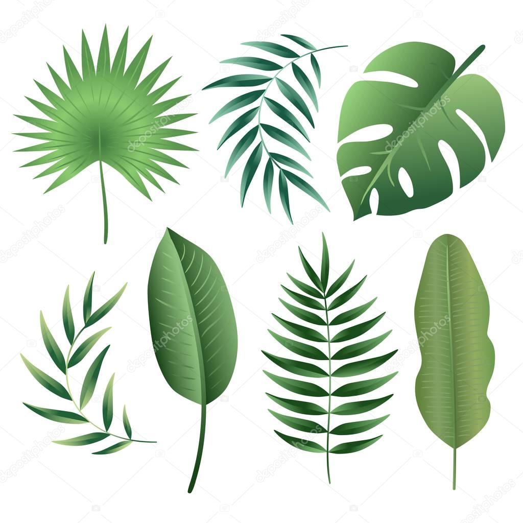 Vector set of tropical leaves. 
