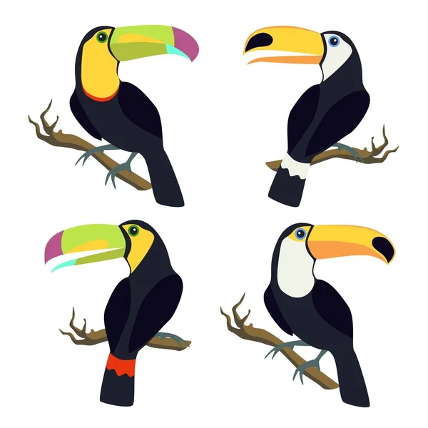 Set vettoriale di uccelli tucano . — Vettoriale Stock