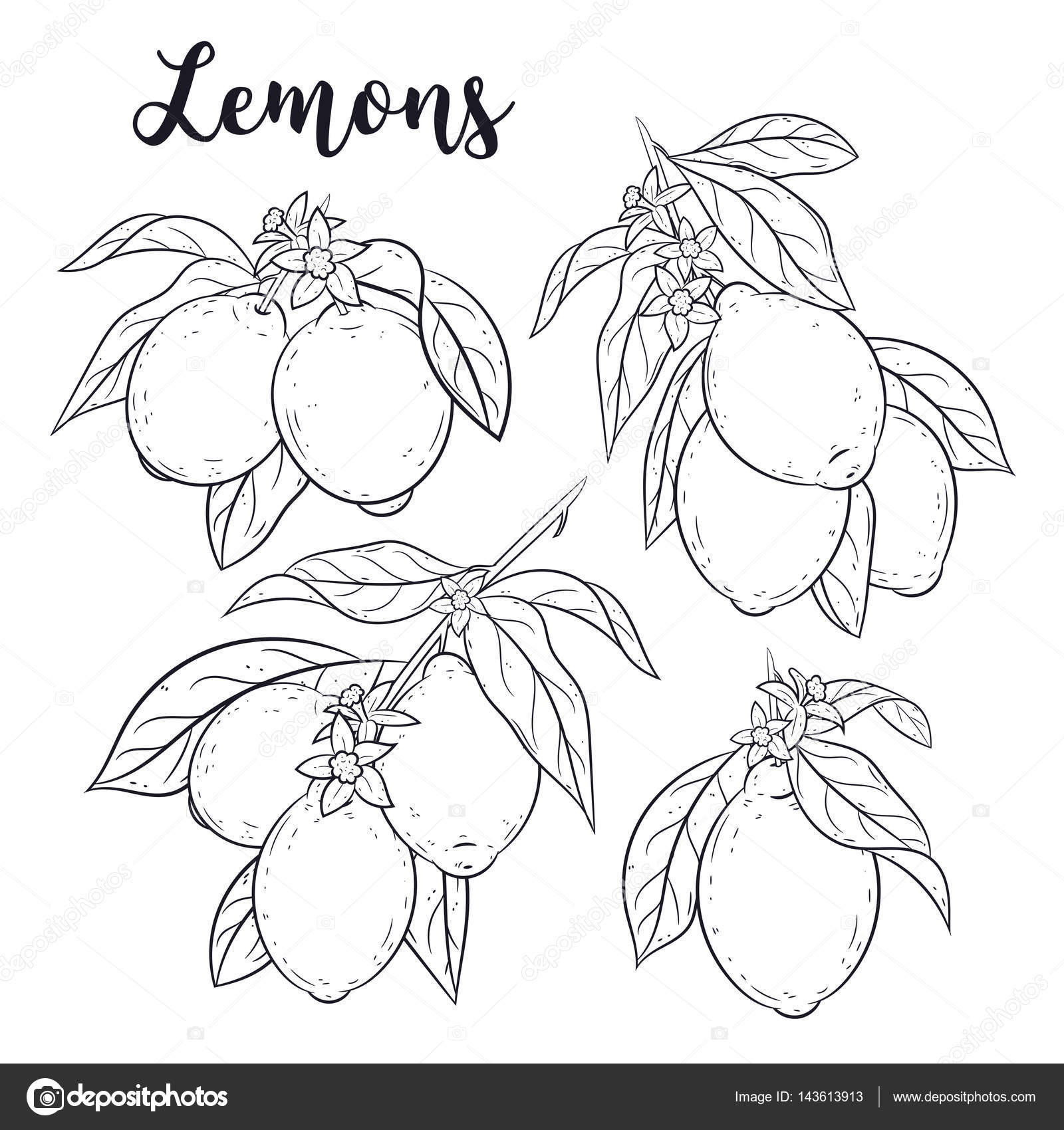 Раскраска лимоны на ветке