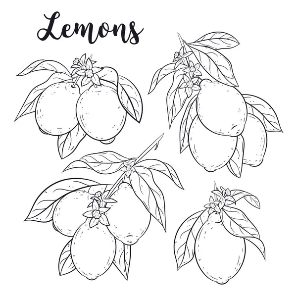 Limon ayarlayın. Kroki, doodle vektör çizimler.