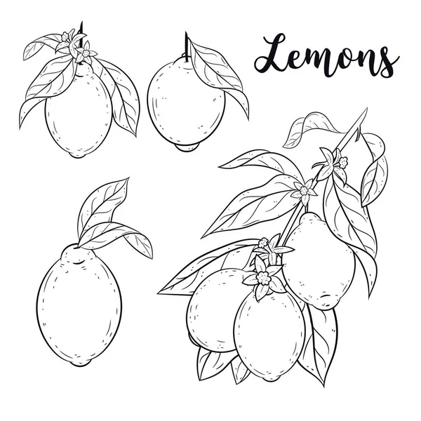 Set di limoni. Schizzo, illustrazioni vettoriali doodle . — Vettoriale Stock