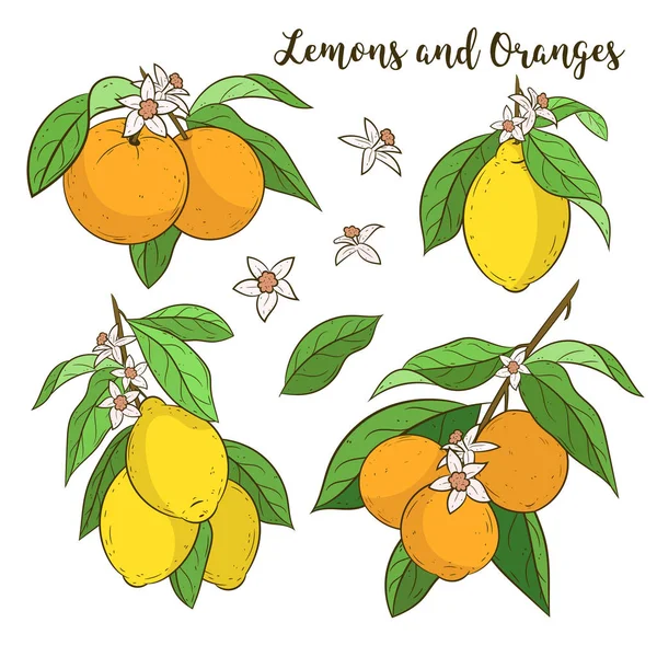 Κλαδιά δέντρων πορτοκάλι/λεμόνι διάνυσμα σύνολο — Διανυσματικό Αρχείο