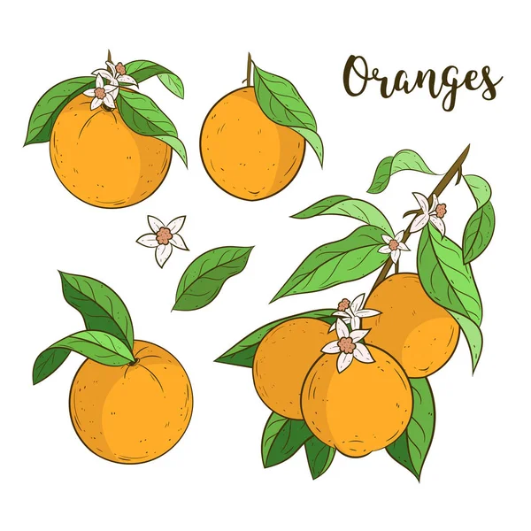 Naranjas listas. Ramas de naranjos — Vector de stock