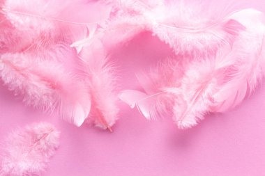Yumuşak, tüylü mercan pembe tüyleri pastel arkaplanda. Minimalizm tarzı. Klasik trend. Tüy dokusu arka planı. Yumuşak ve yumuşak pembe tüylü arka plan. Leylak rengi pembe tüy tasarımı.