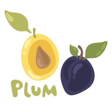 Erik meyvesi ve yaprak vektör simgesi. Beyaz arka planda izole edilmiş taze sulu erik. Renkli yarısı ve yapraklı erik. Meyve suyu ve reçel için mükemmel, yemek kitabı.