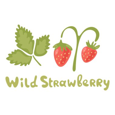 Beyaz yapraklı yabani çilek dalı. Modern düz vejetaryen tabelası, dergi, kitap, poster, menü kapağı, web sayfaları için kullanılan karikatür ormanı organik böğürtlen. Doğal yiyecek.