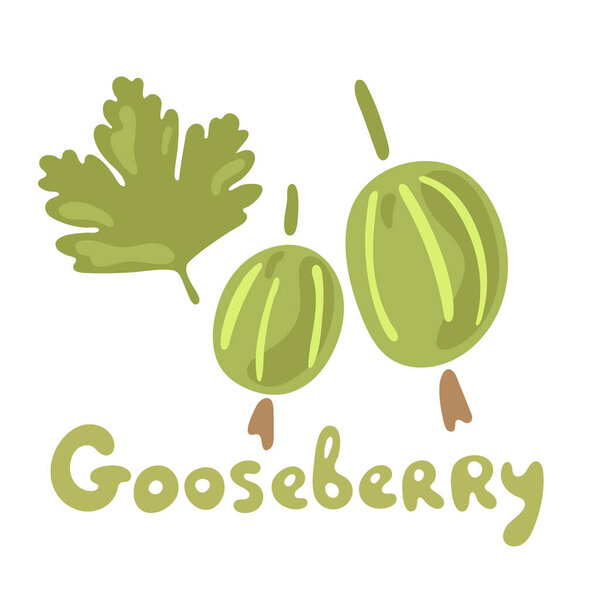 Fresh gooseberry berries or fruits. Organic food gooseberries on white background. Vector hand drawn illustrations. Garden plant. Flat doodle design