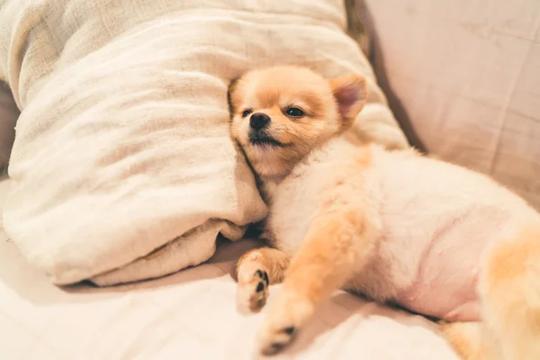 Lindo perro pomerania durmiendo en la almohada en la cama, con espacio para copiar — Foto de Stock