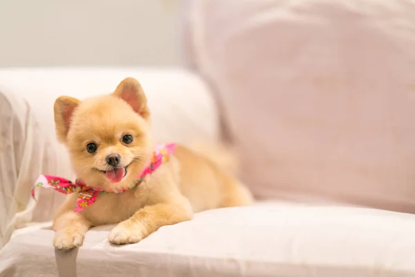Cão bonito da Pomerânia sorrindo no sofá com espaço de cópia, bandana cowboy ou lenço no pescoço — Fotografia de Stock