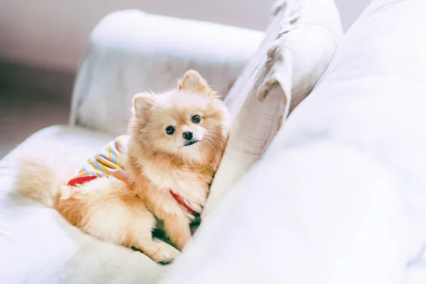Милая померанская собака отдыхает на диване — стоковое фото