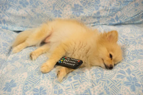 Симпатичная померанская собака засыпает держа пульт дистанционного управления телевизора, усталый или скучный концепт телевизионной программы — стоковое фото