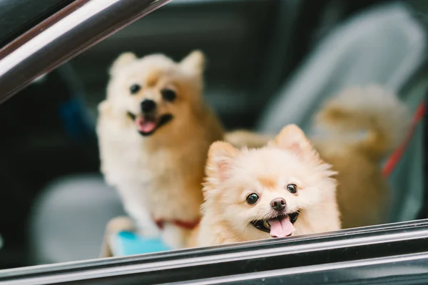 Dos lindos perros pomeranianos sonriendo en coche, yendo de viaje o de excursión. Vida de mascotas y concepto familiar —  Fotos de Stock