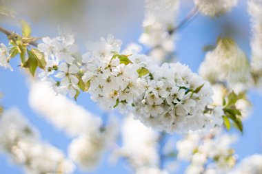 Bahar çiçekli ağaç dalları. Beyaz çiçekler ve yeşil yapraklar. Mavi gökyüzüne karşı beyaz kiraz çiçekleri açar. Bulanık arkaplan