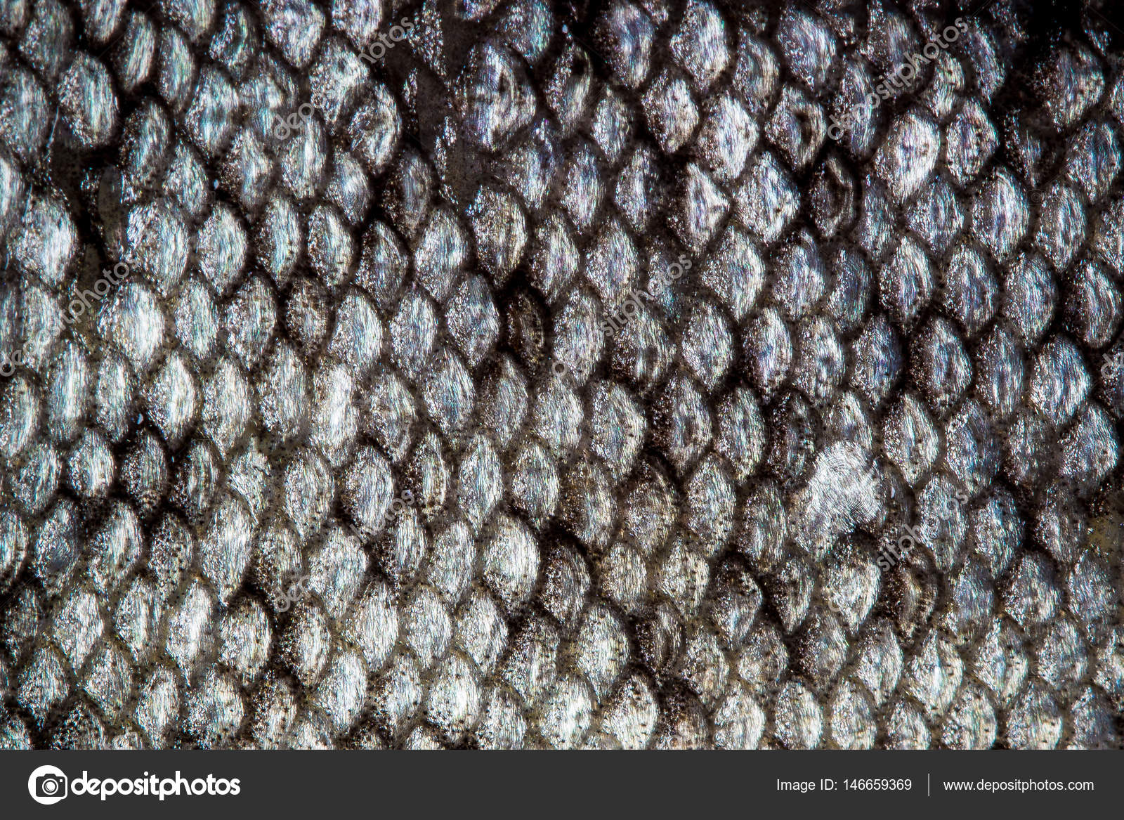 Fish Skin Scales Detailed Macro Stock Photo Image By C Denisvesely Fish Skin Scales Detailed Macro Stock Photo Image By C Denisvesely
