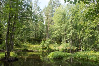 The calm water surface of a small forest lake on a sunny day. Calmness and silence.