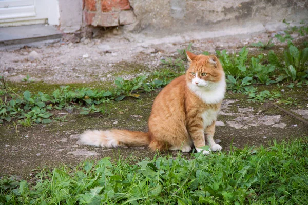 村を歩いていると ふわふわの赤い猫の写真 動物の生活を説明するために使用することができます — ストック写真