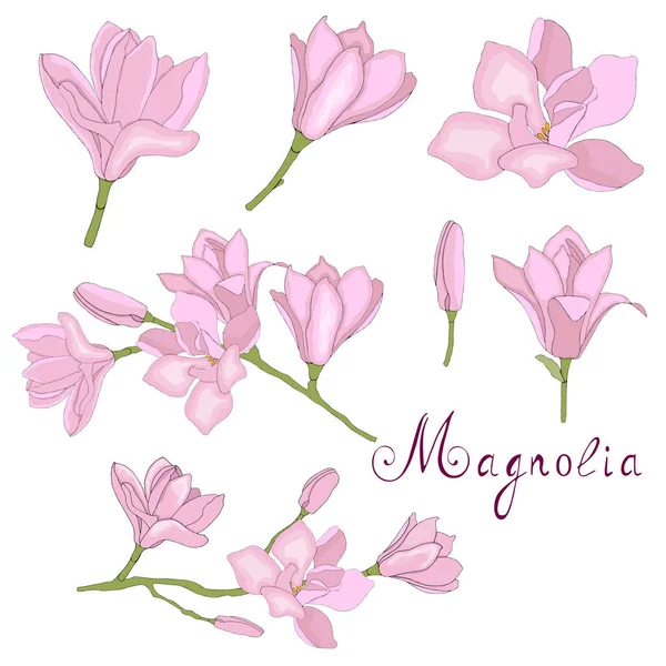 Bloemen Van Magnolia Takken Voor Cadeaubonnen Set Van Magnolia Bloemen — Stockvector