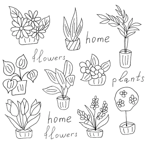 Set Indoor Plants Doodle Flowers Pots Creativity Vector Hand Draw — Stock Vector