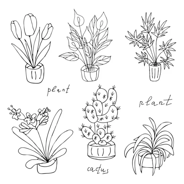 Set Plants Home Doodle Flowers Pots Creativity Vector Hand Draw — Stock Vector