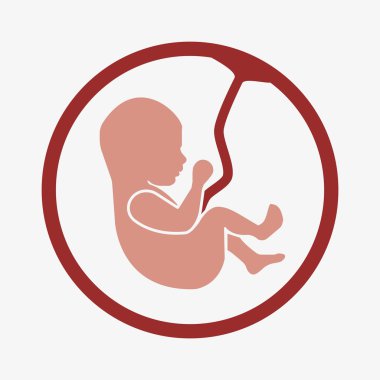 d. aşaması embriyo